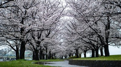 🌸 기타 구립 아라카와 아카바네 벚꽃 제방 녹지(키타쿠리츠 아라카와 아카바네 사쿠라즈츠미 료쿠치) 이미지 2